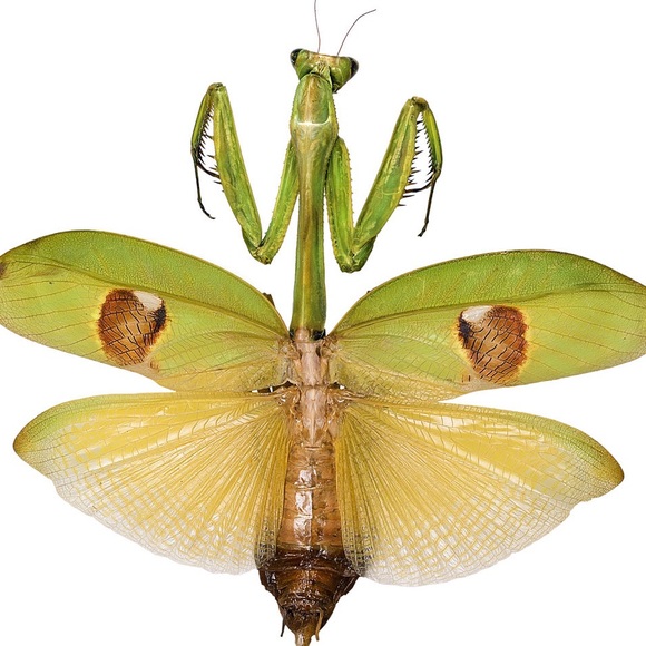 Meet your Posher, Azreal - Picture 1 of 1